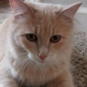 Meet your Posher, Helen